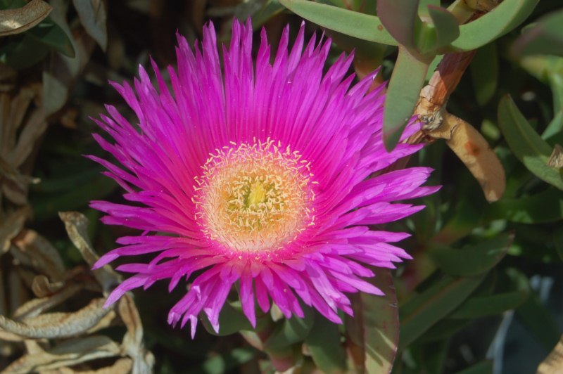 Delle piante con fiori molto simili. O no?